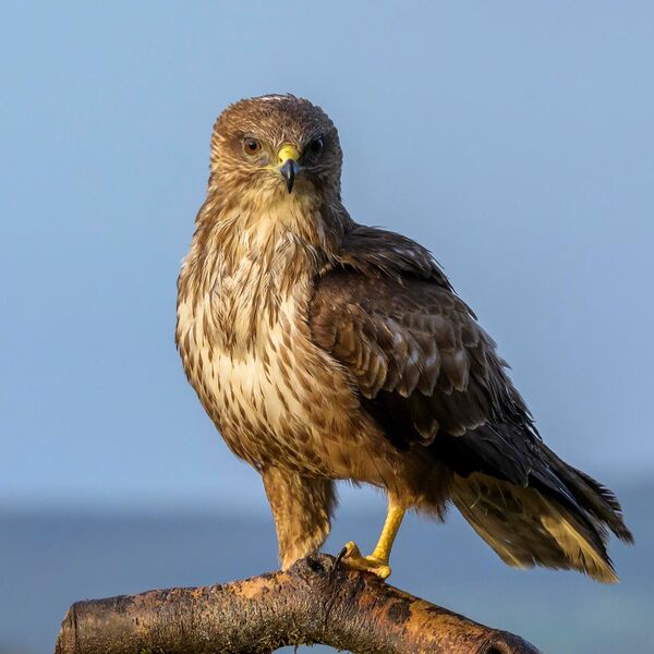Buzzard 5905