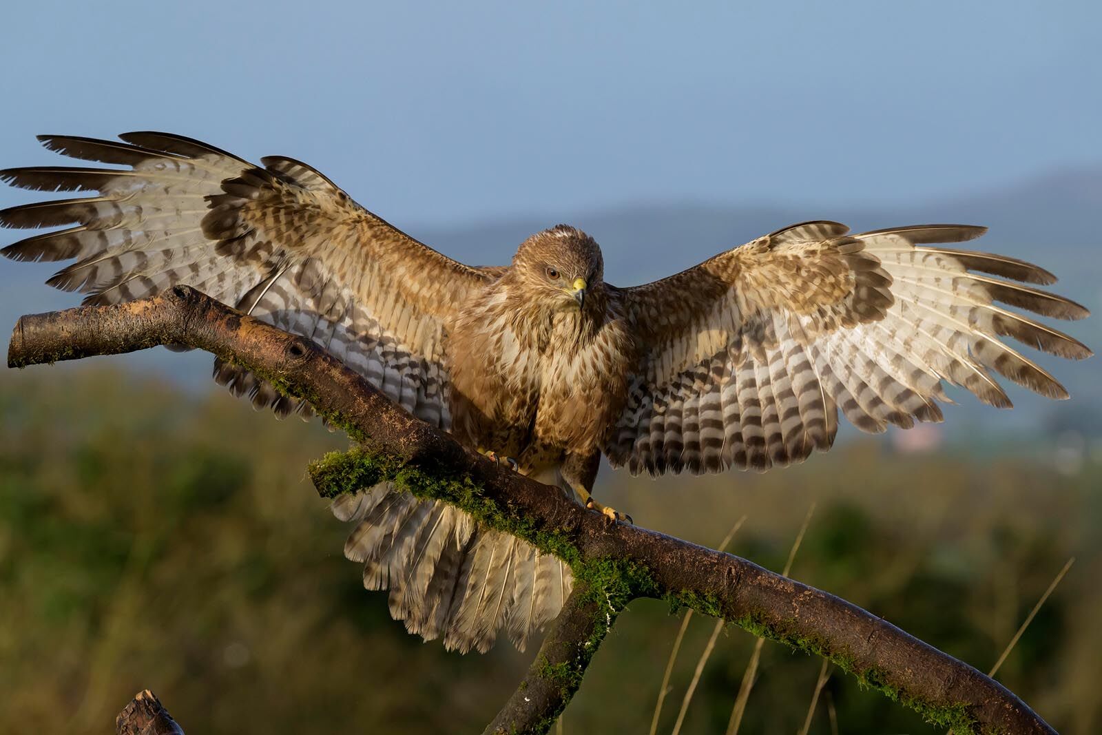 Buzzard 5983