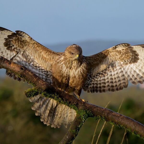 Buzzard 5983