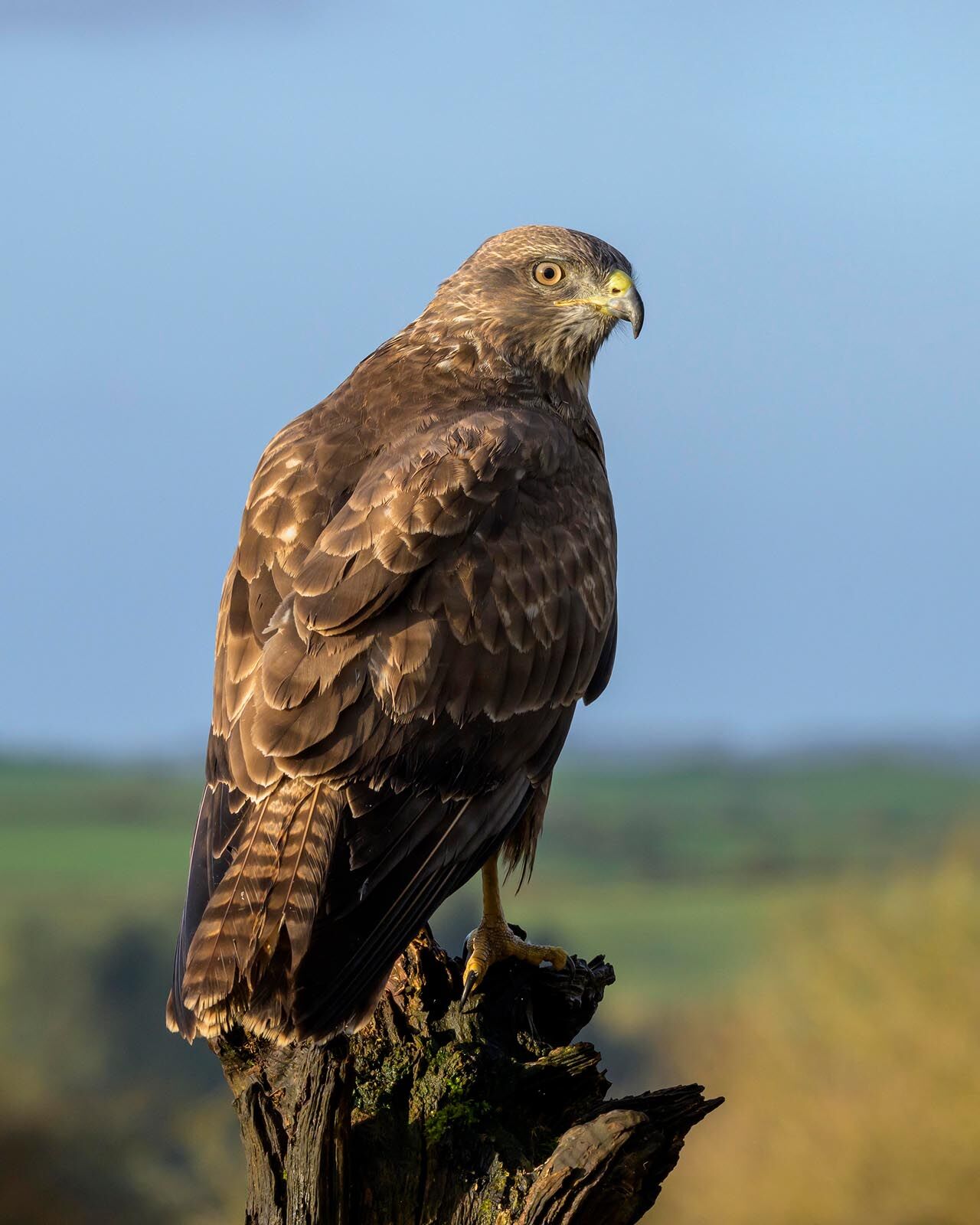 Buzzard 6170
