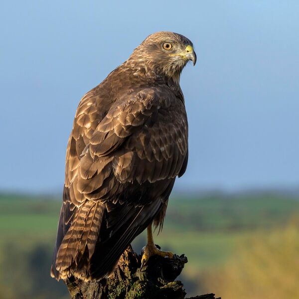 Buzzard 6170