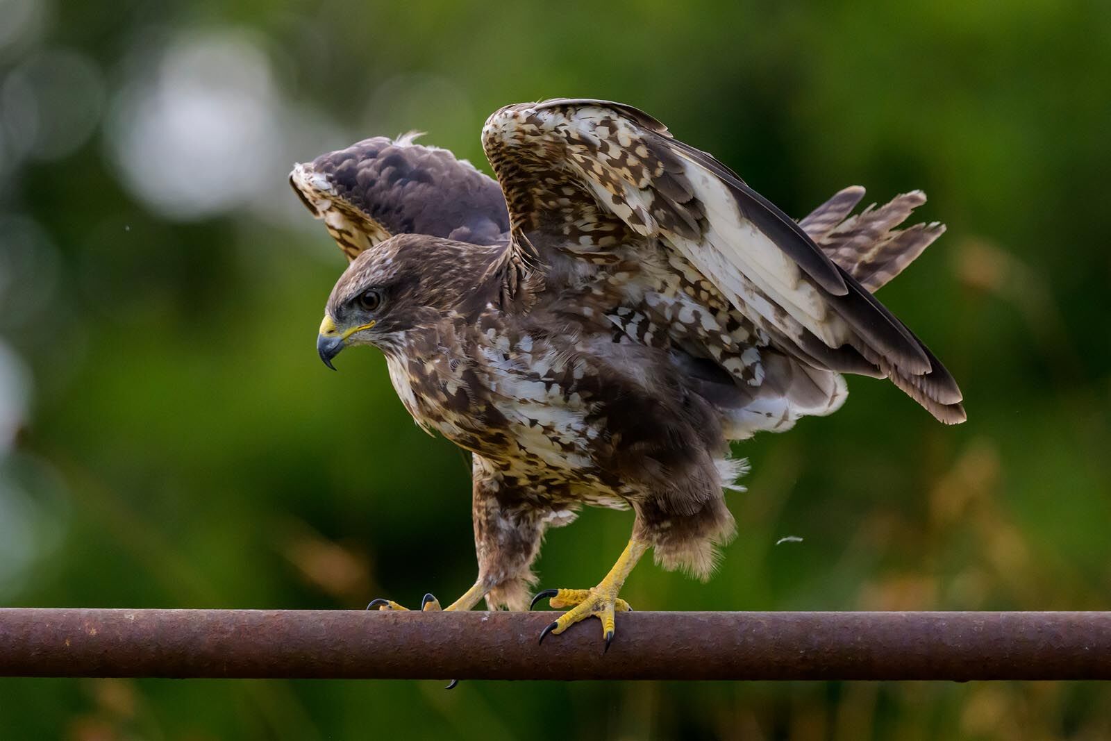 Buzzard 6448