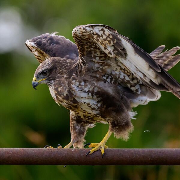 Buzzard 6448
