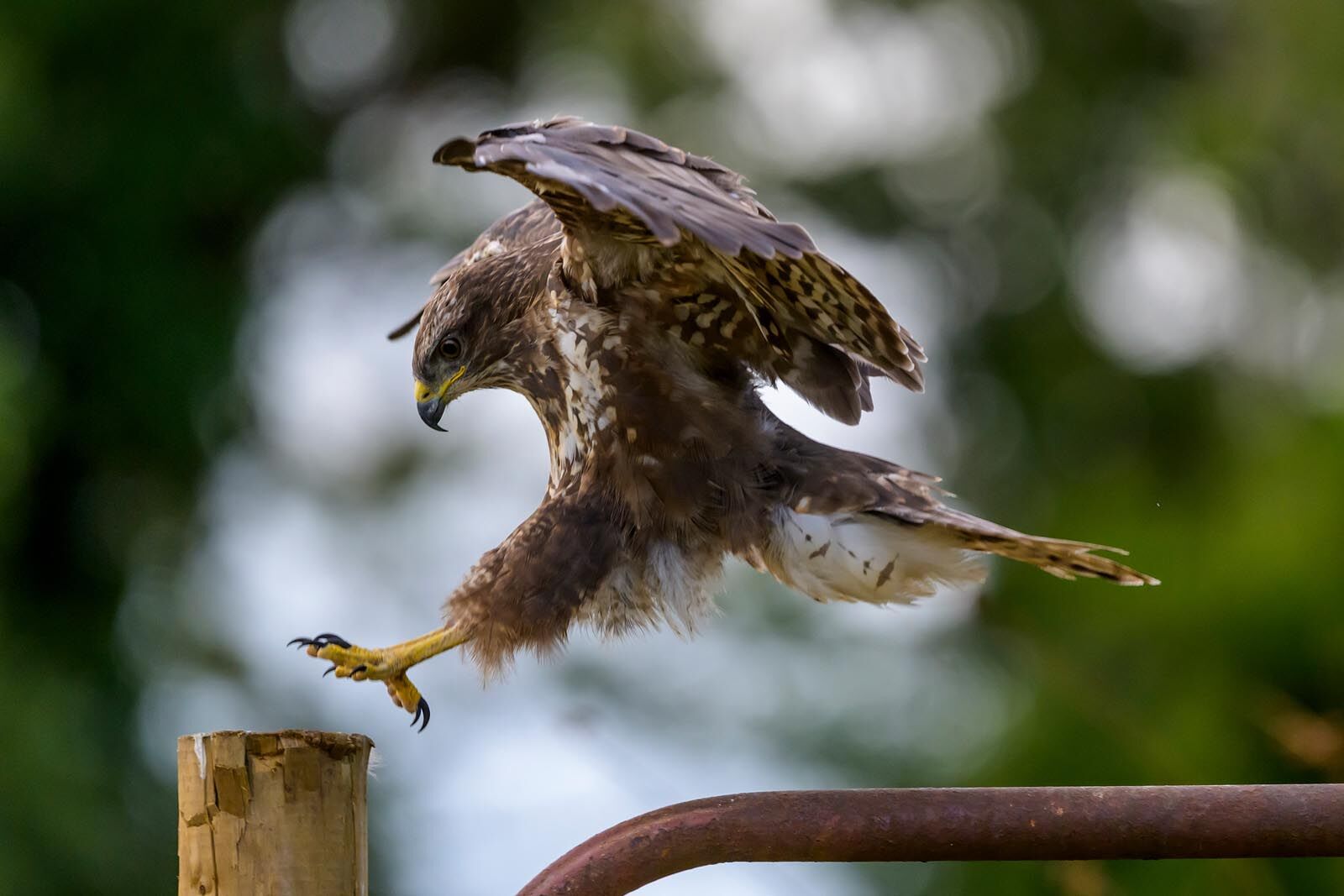 Buzzard 6467