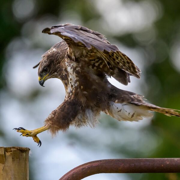 Buzzard 6467