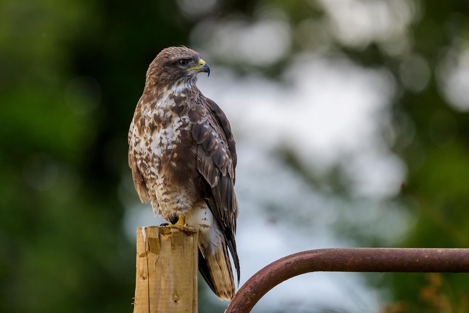 Buzzard 6561