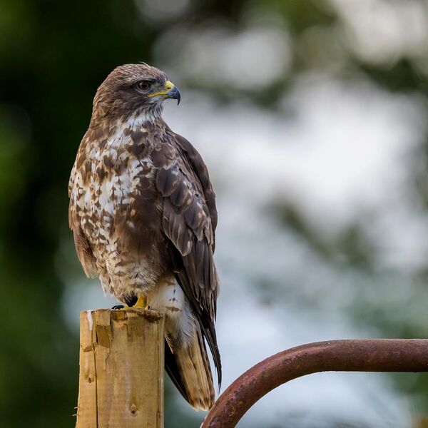 Buzzard 6561