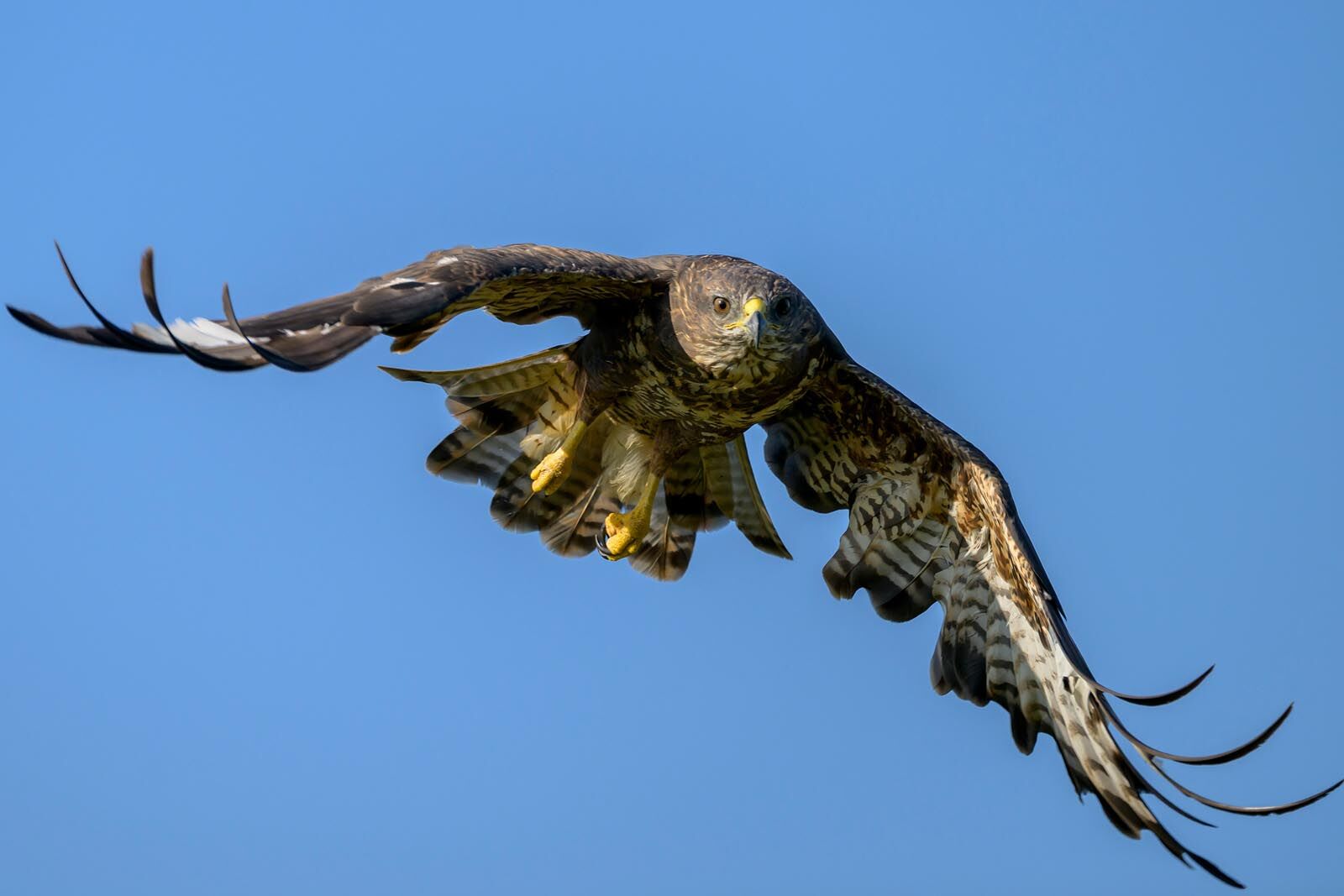 Buzzard 8669