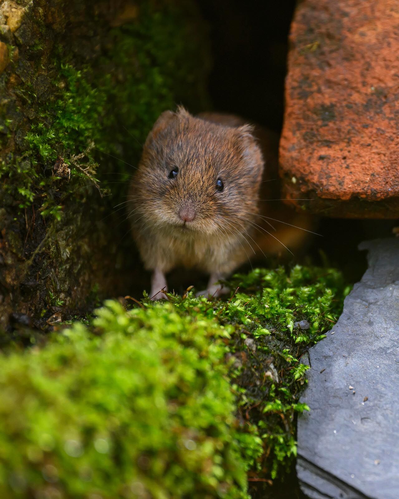 Bank Vole 8067
