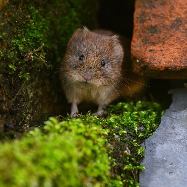Bank Vole 8067