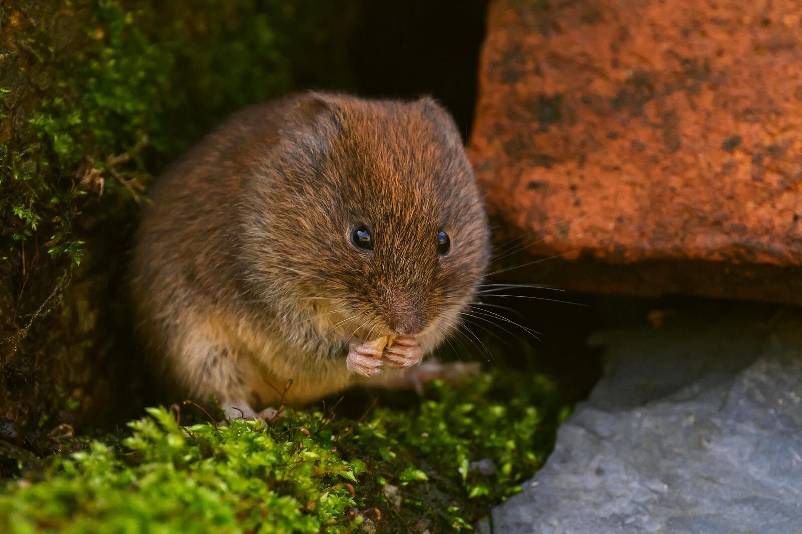 Bank Vole 8131