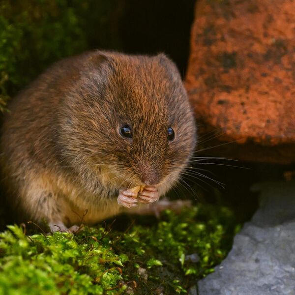 Bank Vole 8131