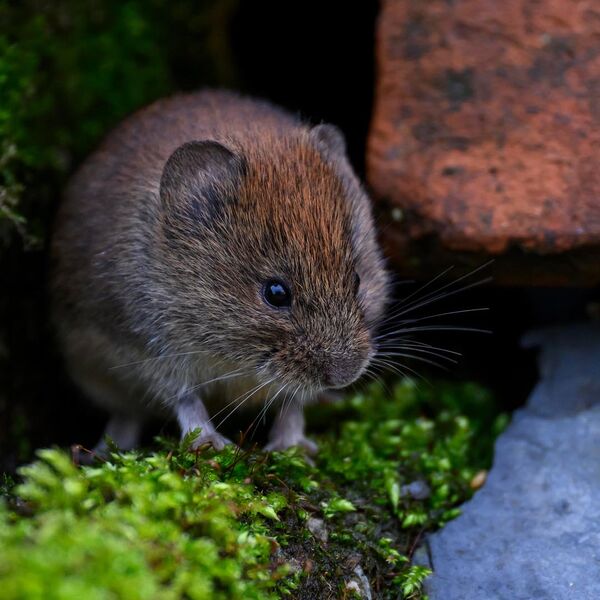 Bank Vole 9477