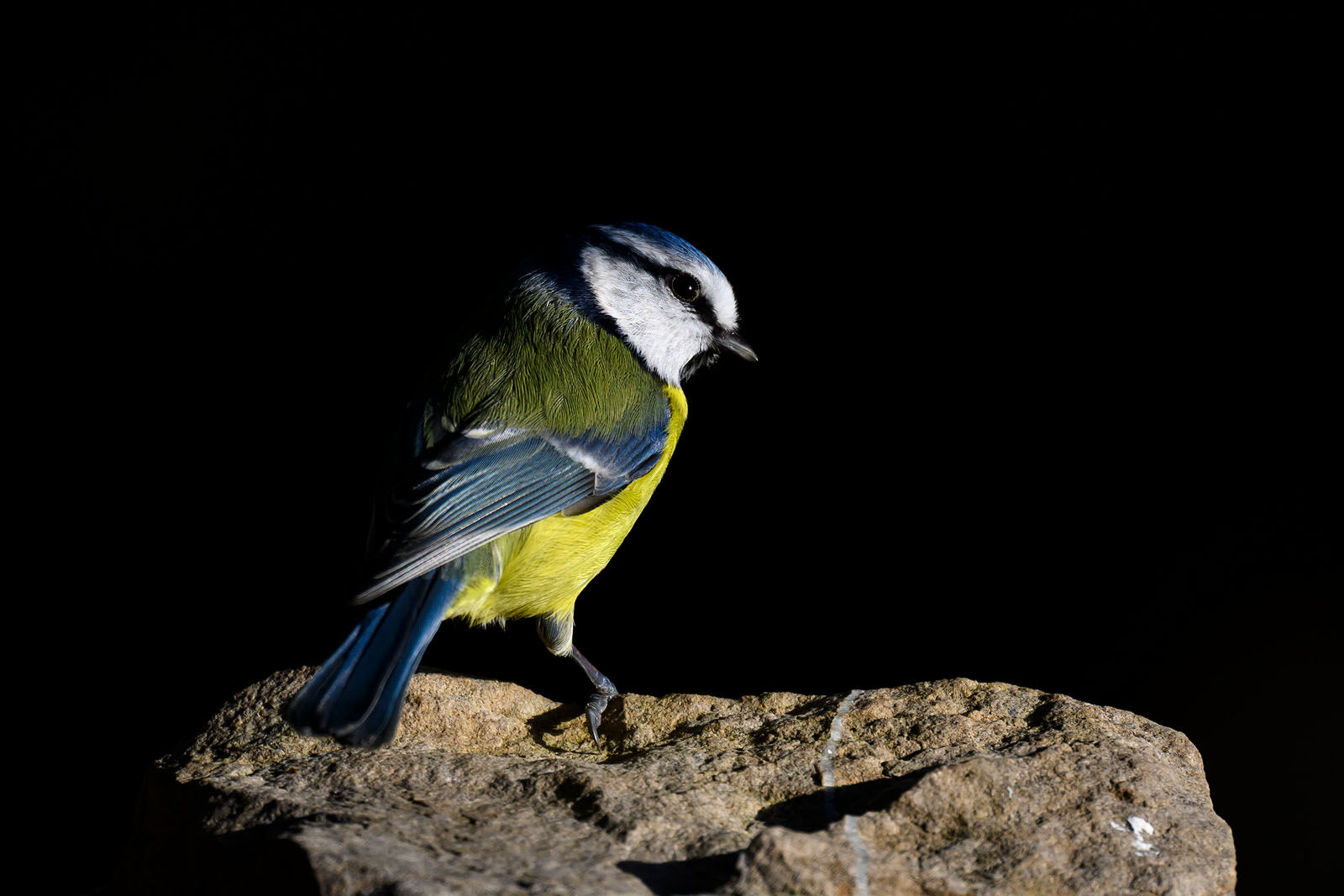 Blue Tit 4638