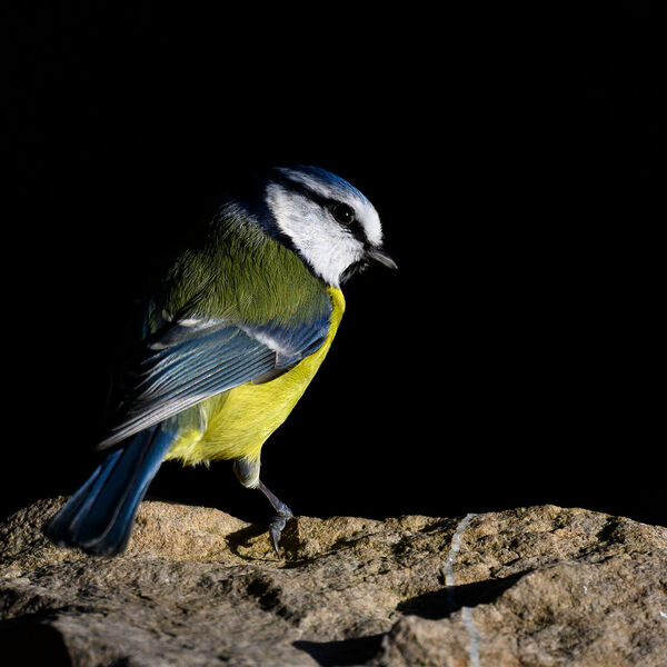 Blue Tit 4638