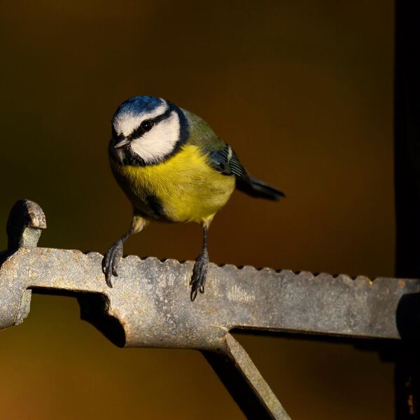 Blue Tit 4638