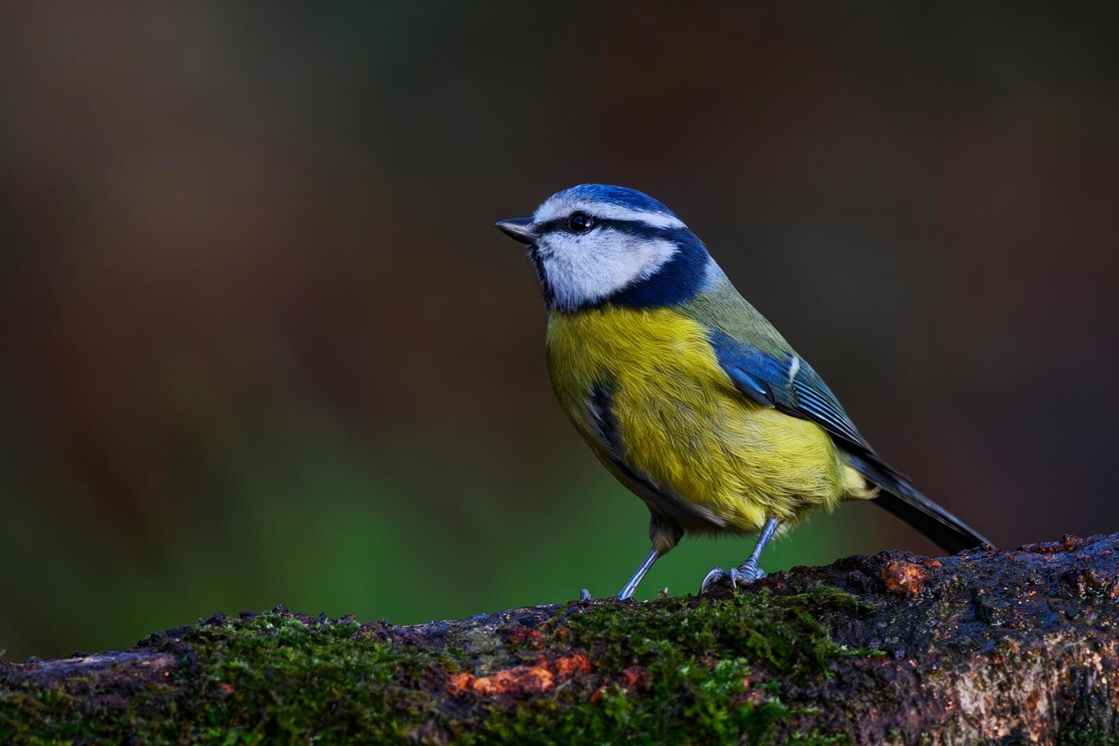 Bluetit 6392
