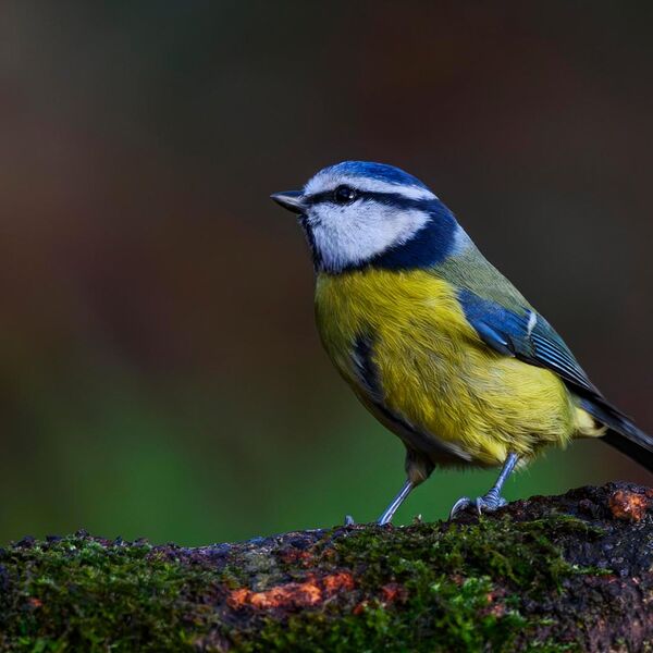 Bluetit 6392