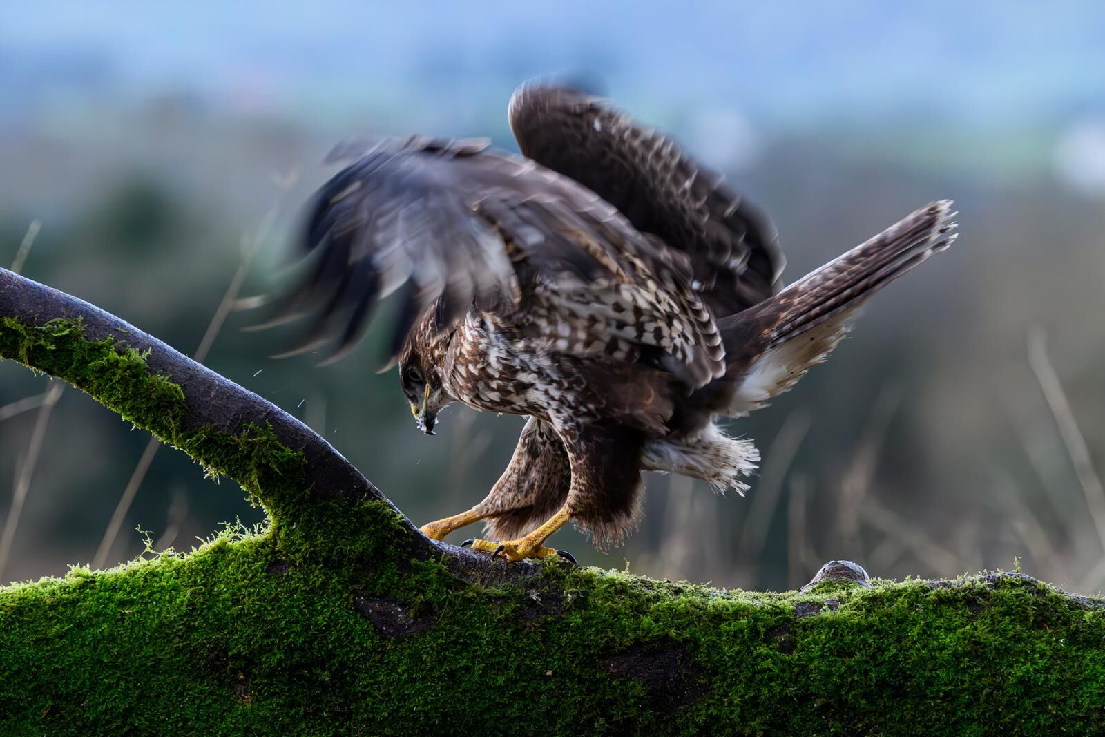 Buzzard 0279