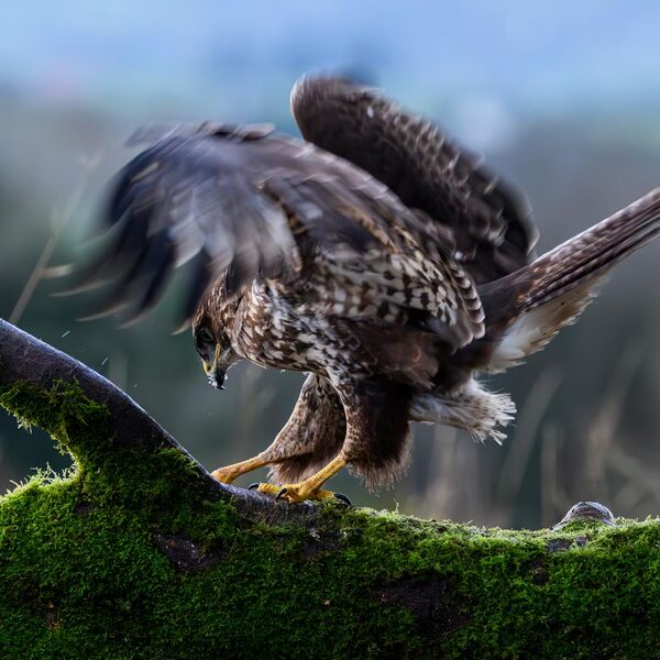 Buzzard 0279