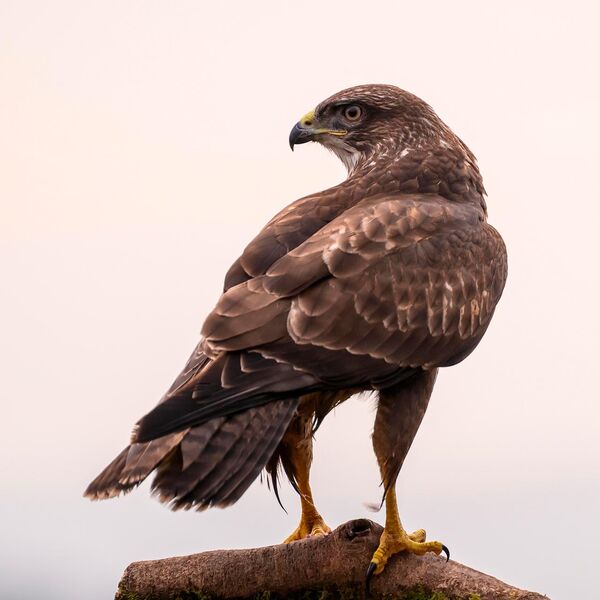 Buzzard 2542