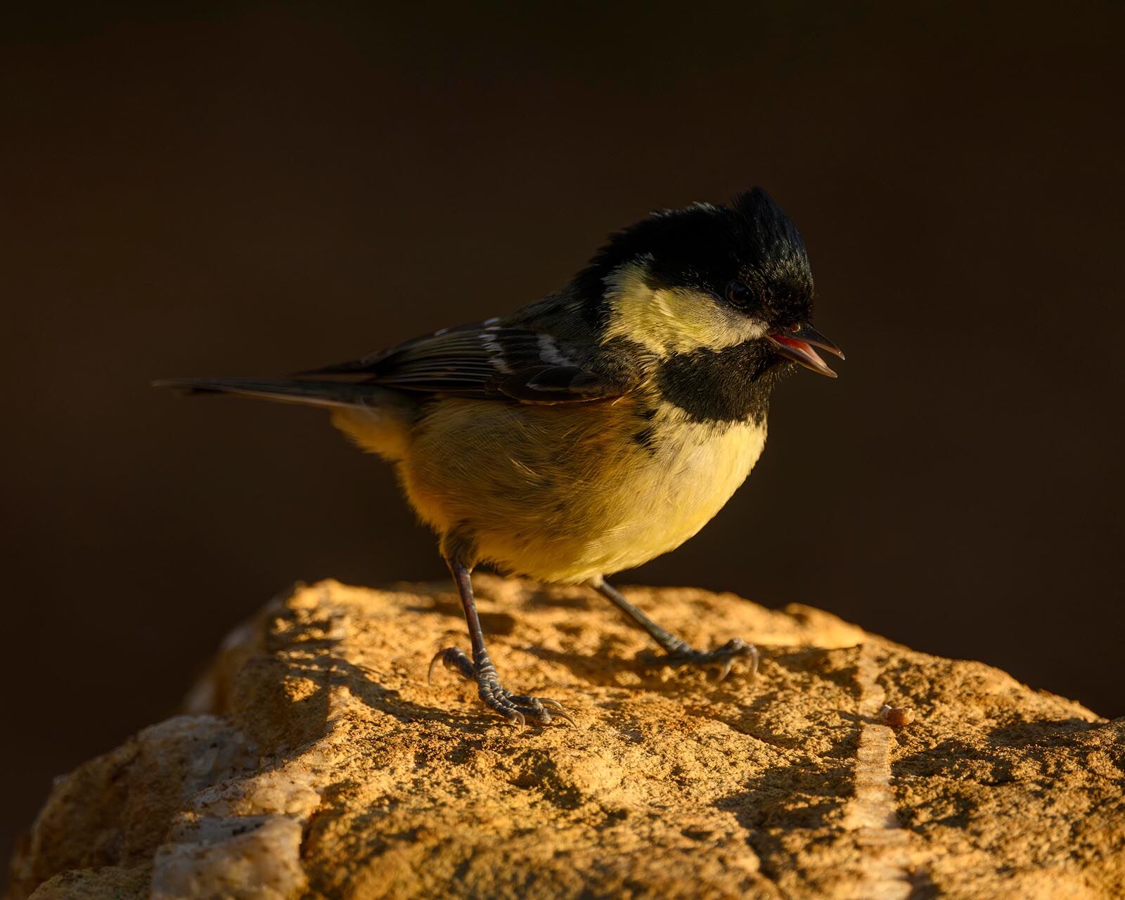 Coal Tit 2768