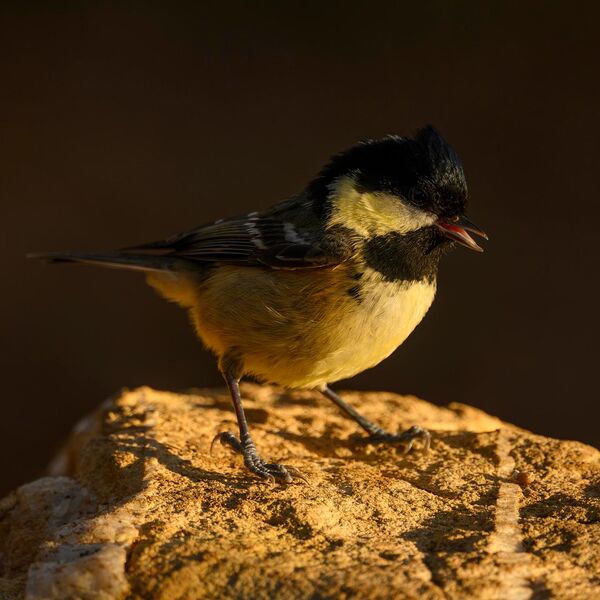 Coal Tit 2768
