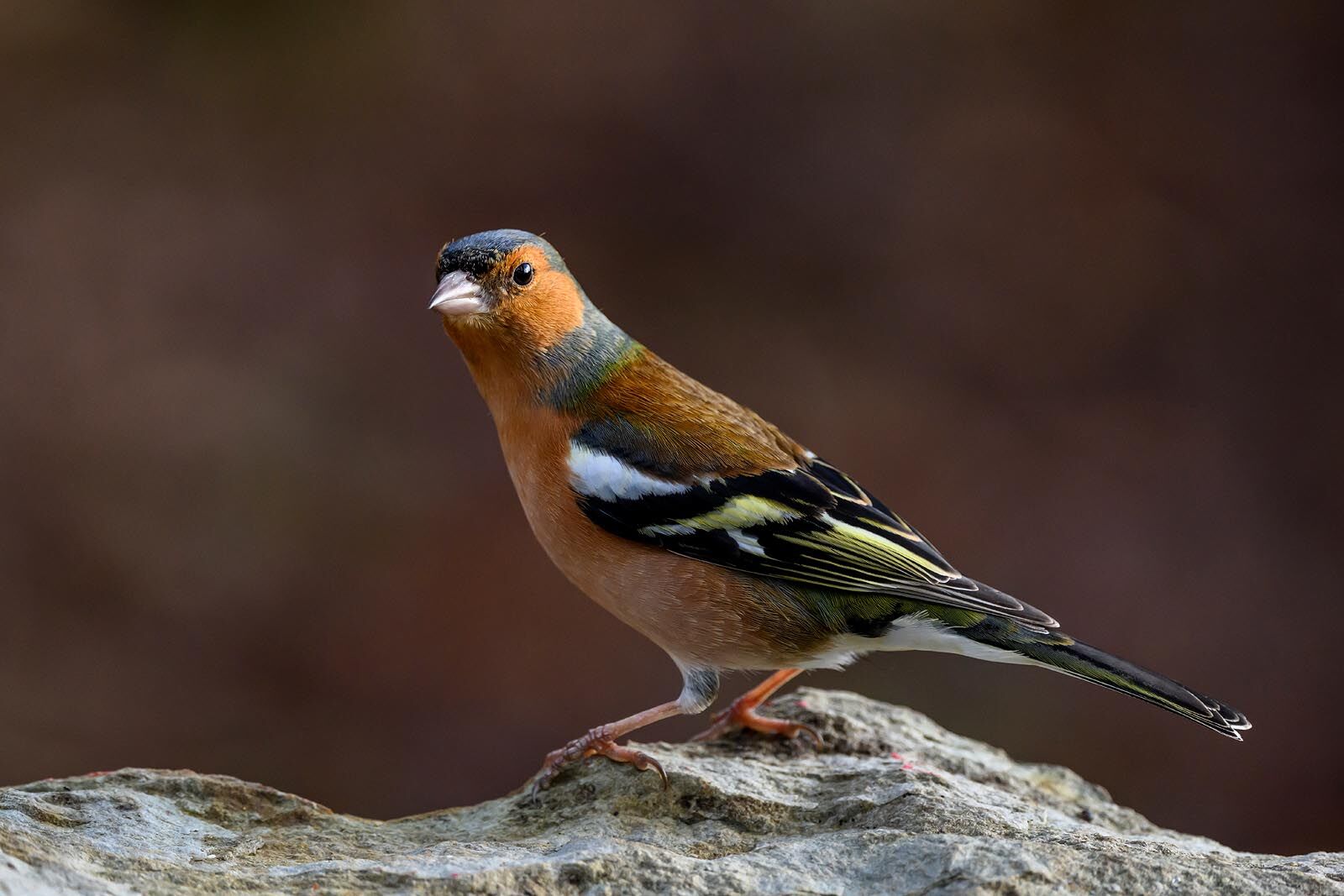 Chaffinch 4248