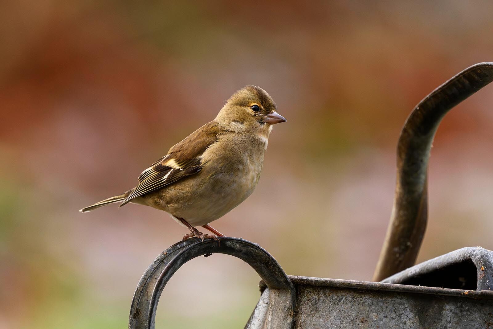 Chaffinch 4447