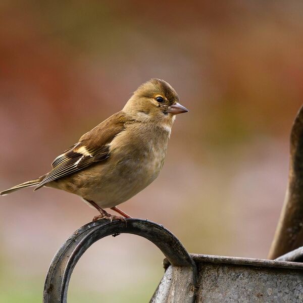 Chaffinch 4447