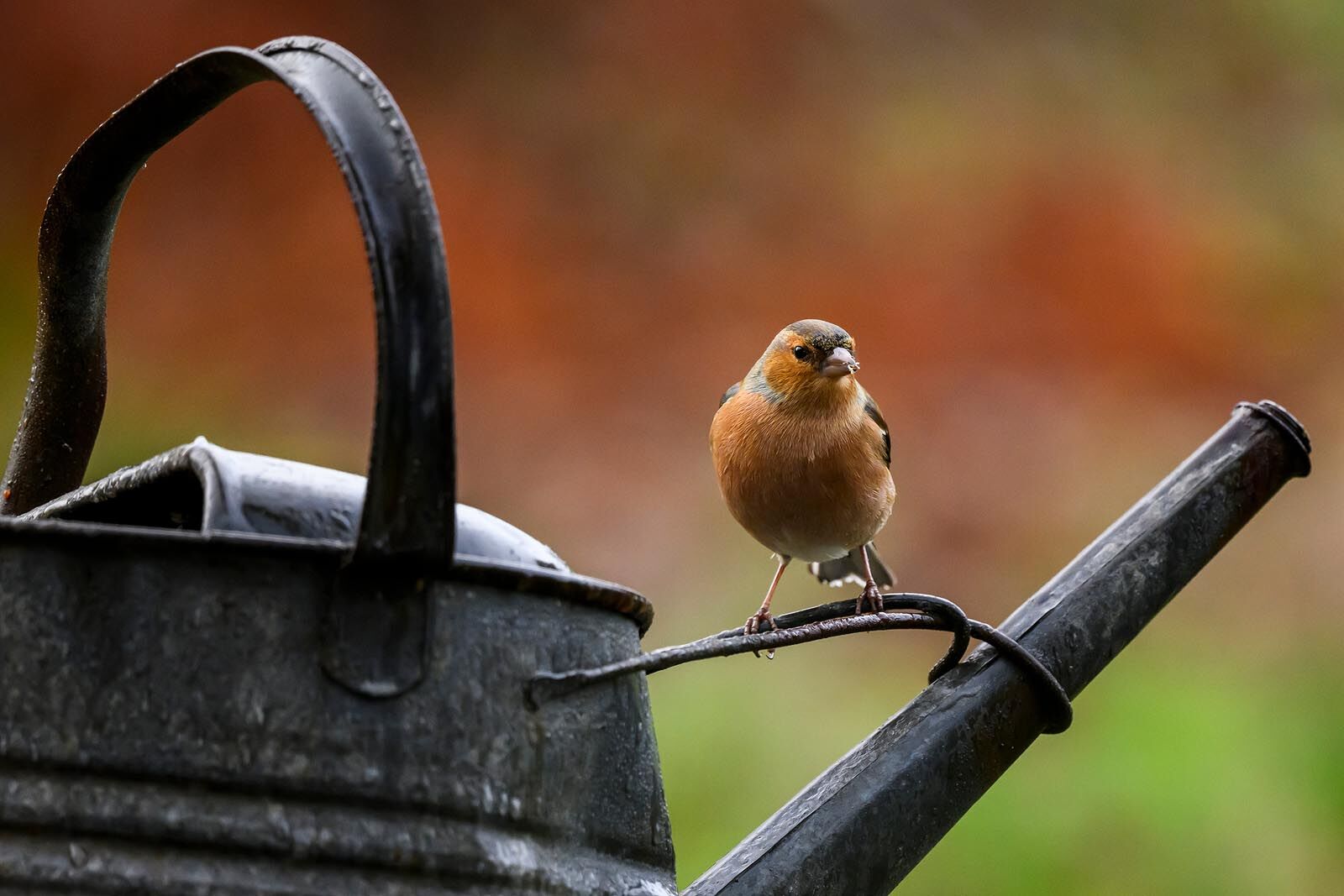 Chaffinch 5488