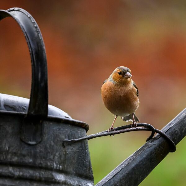Chaffinch 5488