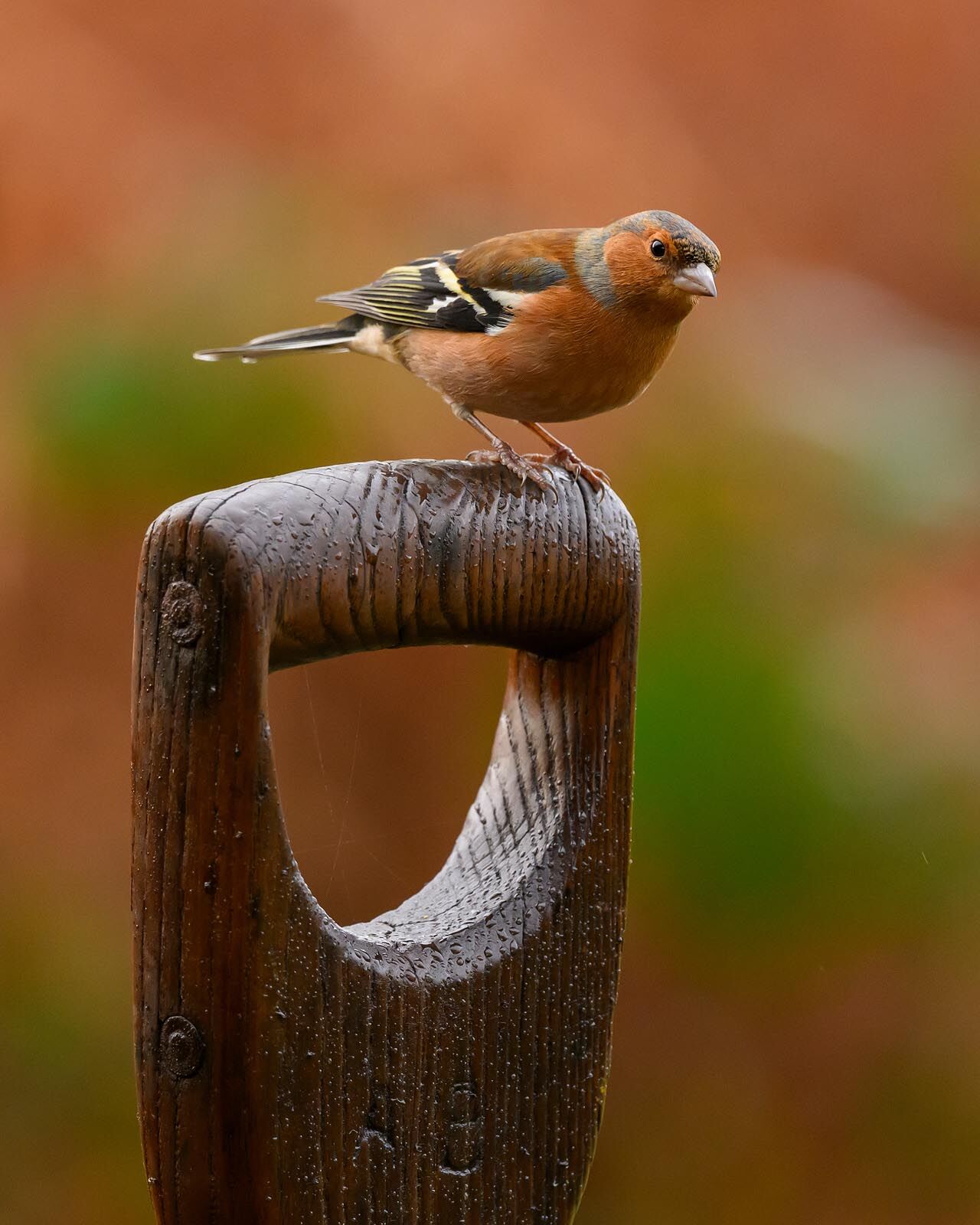 Chaffinch 5827