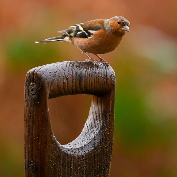 Chaffinch 5827