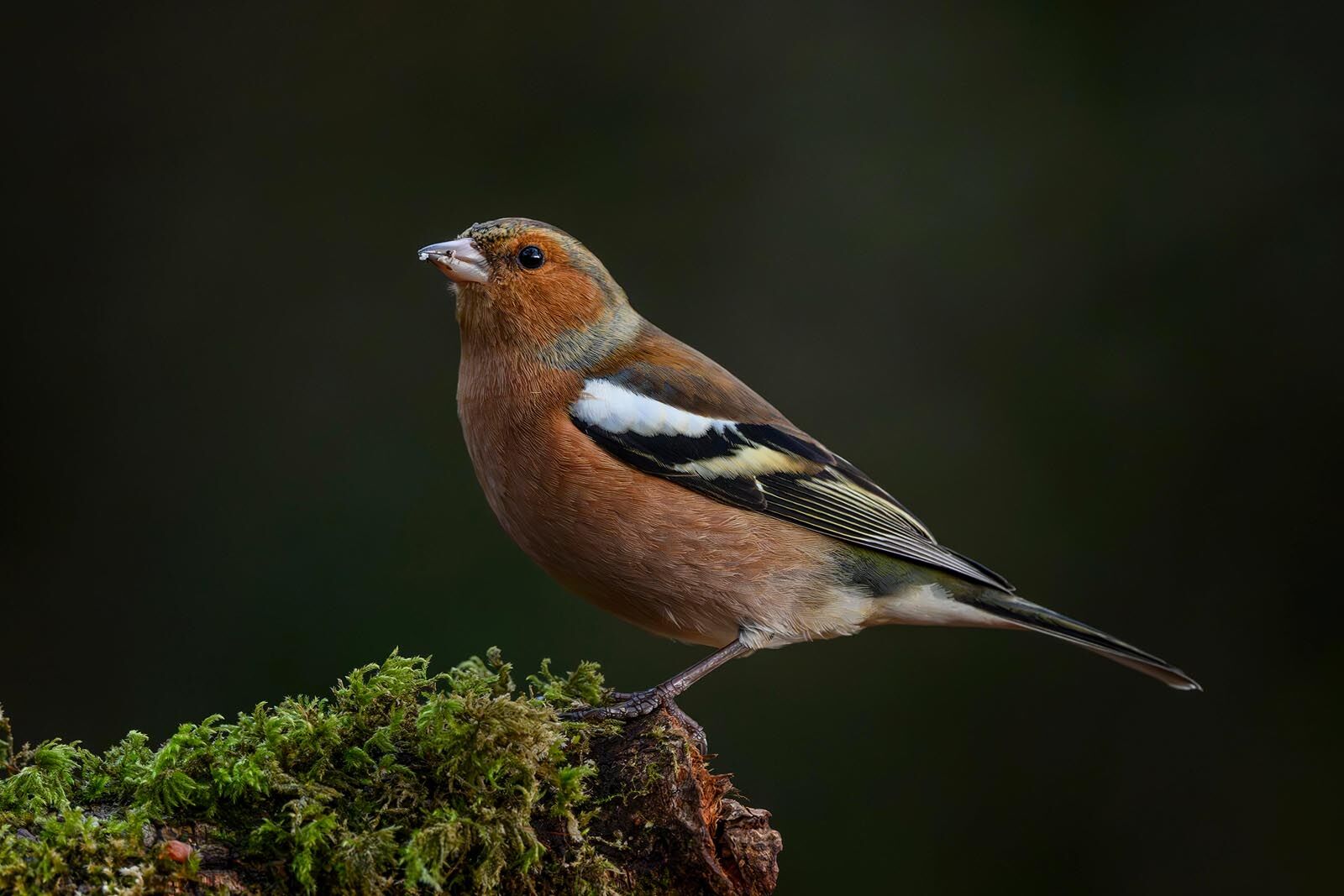 Chaffinch 6305