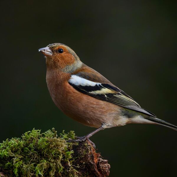 Chaffinch 6305
