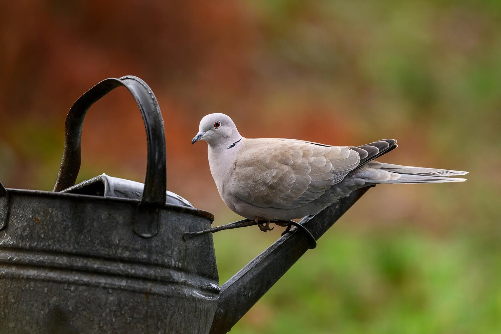 Collared Dove 5627