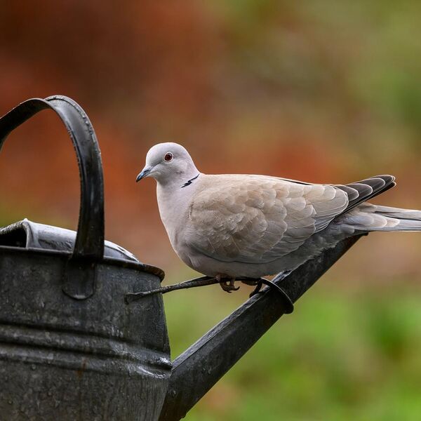 Collared Dove 5627