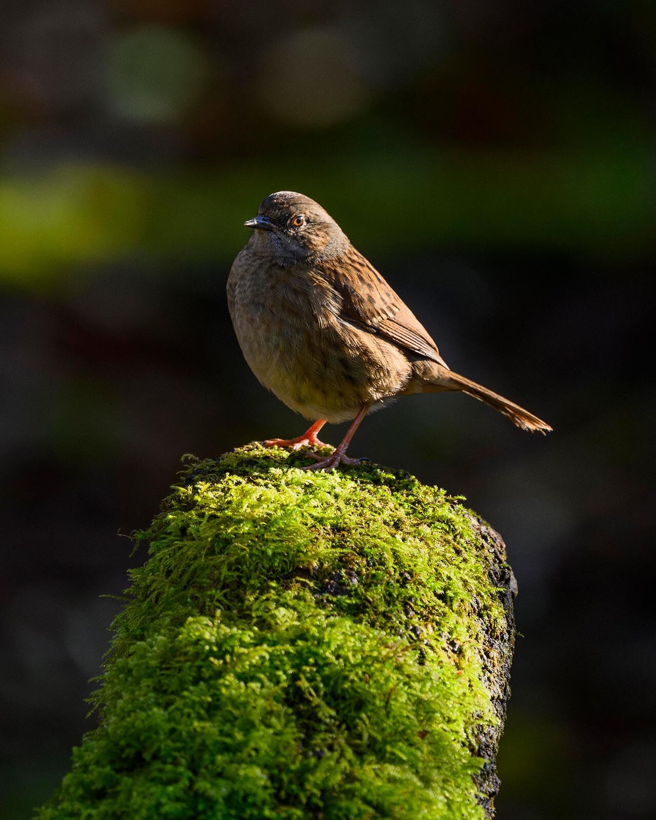 Dunnock 4072