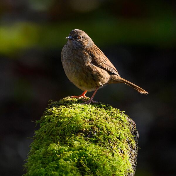 Dunnock 4072