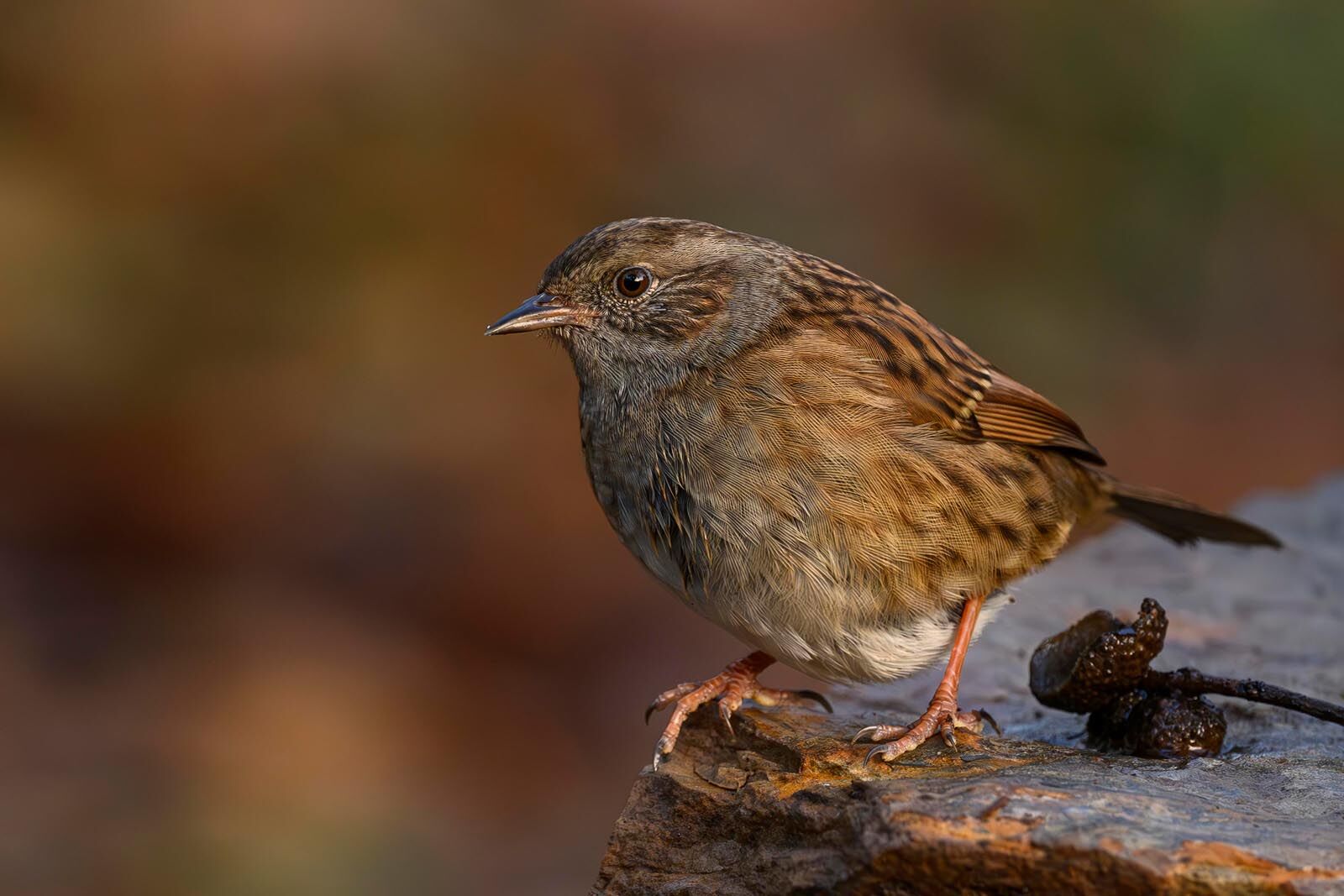 Dunnock 6099