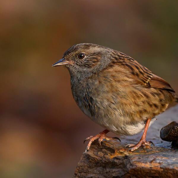 Dunnock 6099