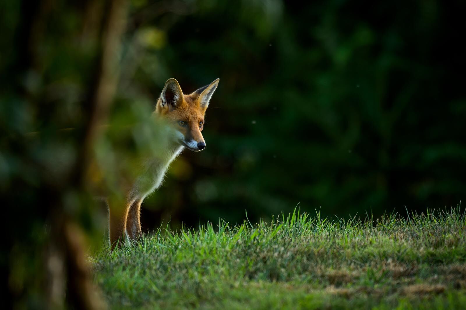 Young Fox 0235