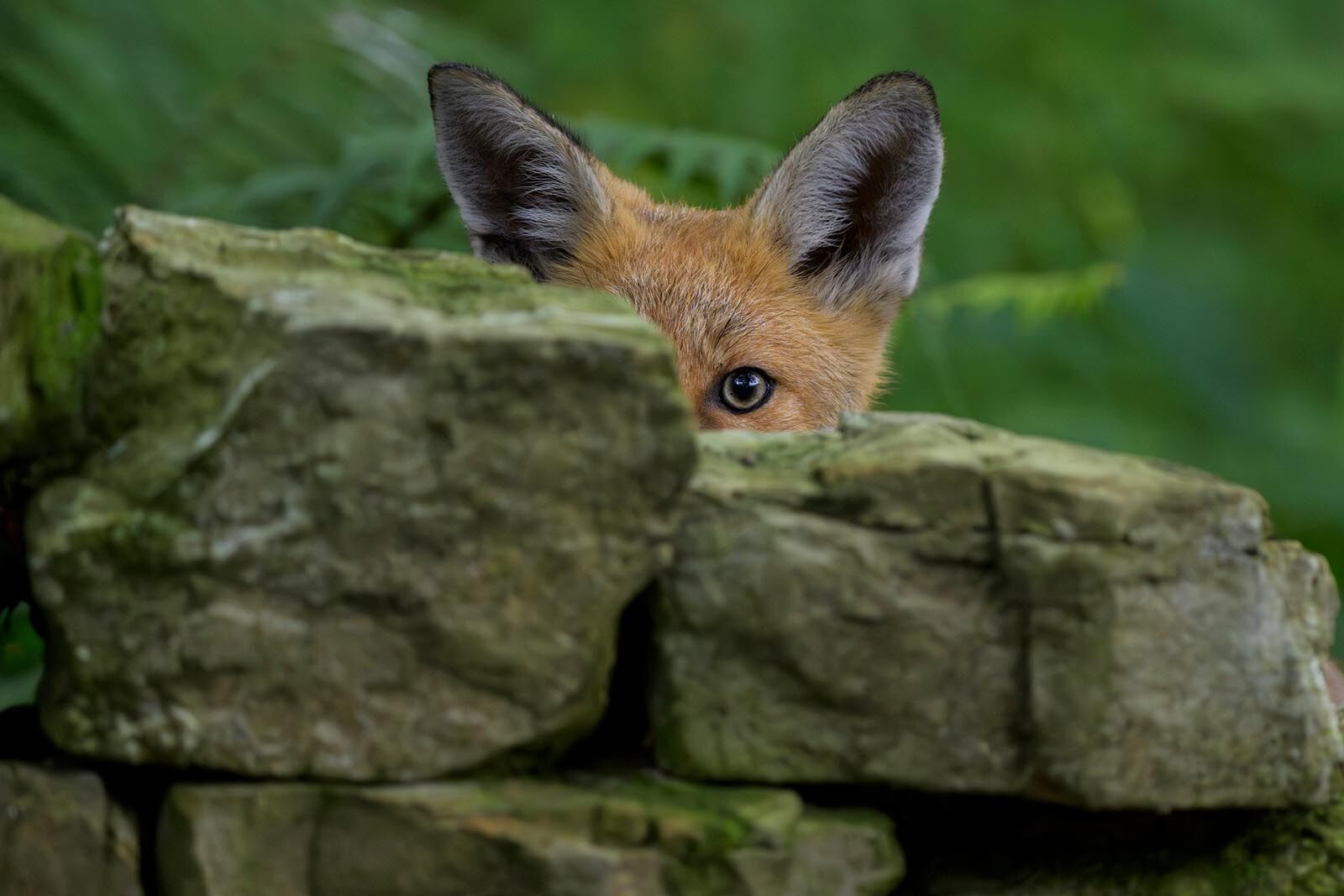 Fox Cub 0605