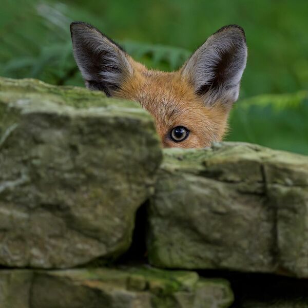 Fox Cub 0605
