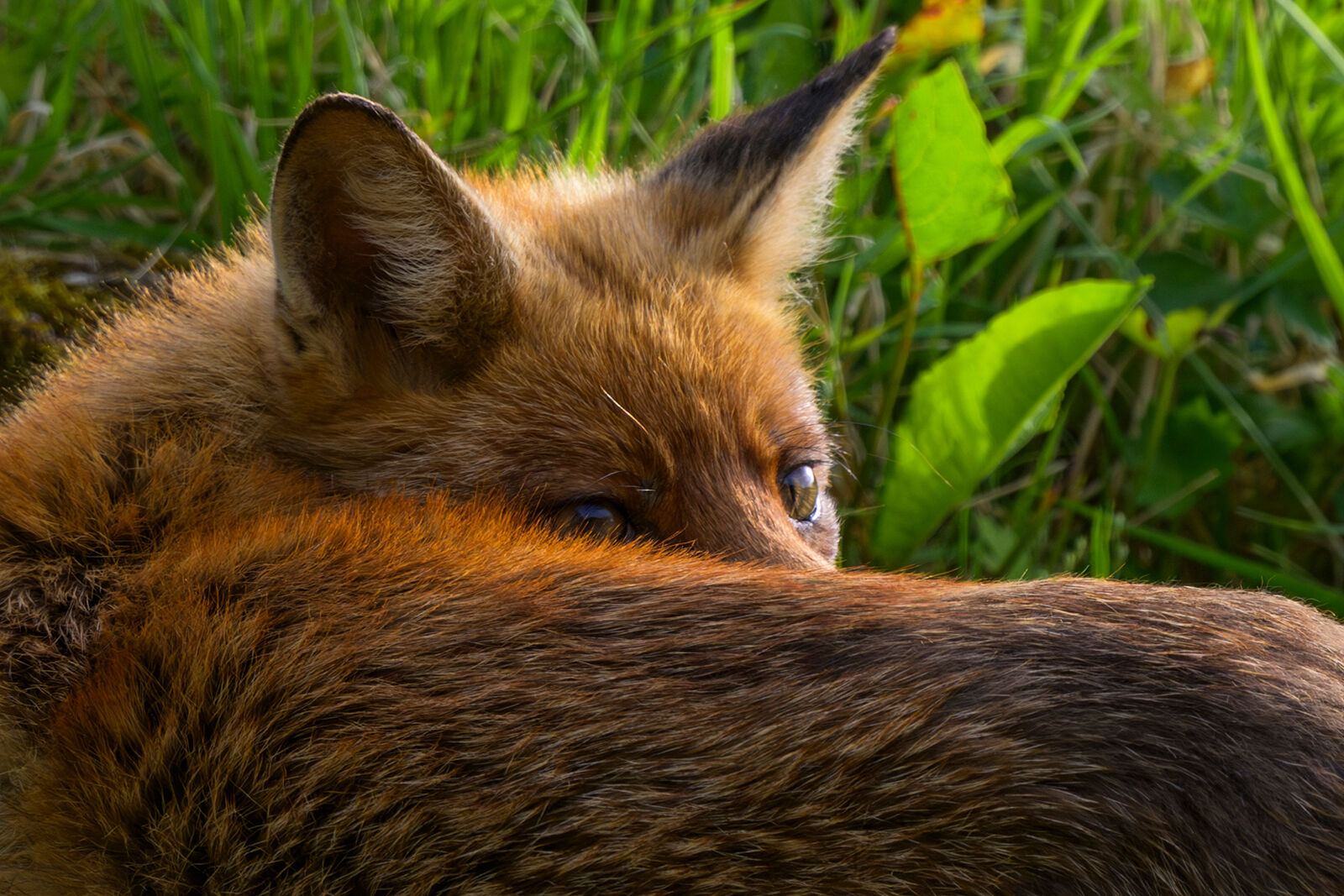 Vixen 1177