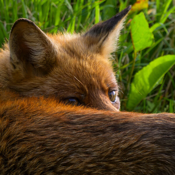 Vixen 1177