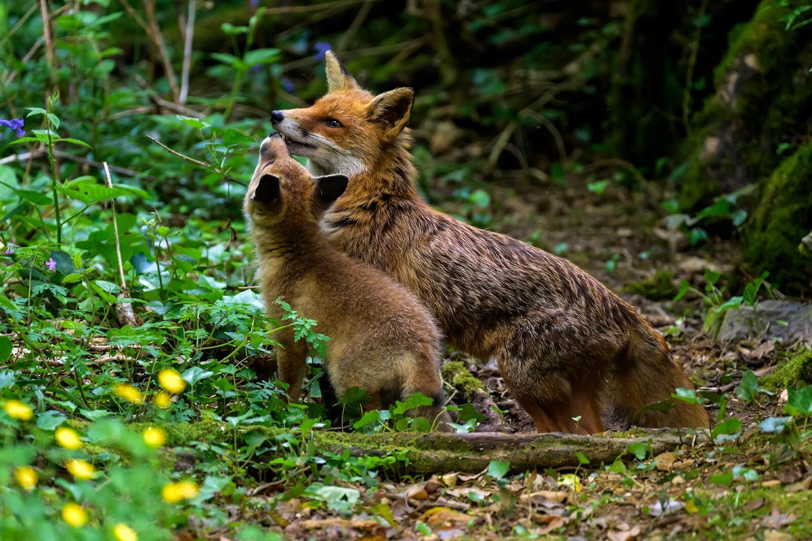 Fox 1206