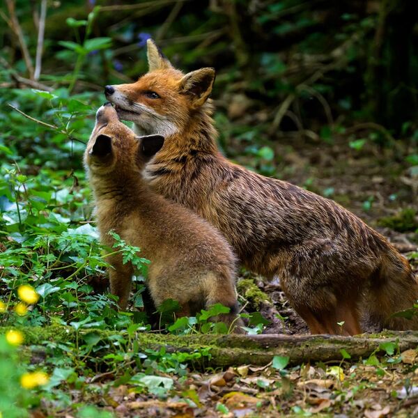 Fox 1206