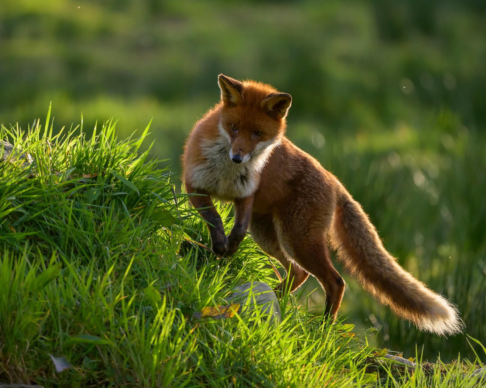 Fox 1277
